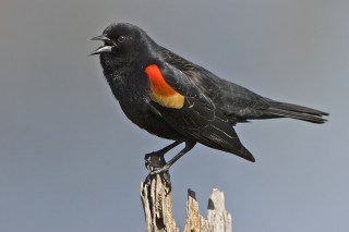 Red_winged_blackbird_-_natures_pics